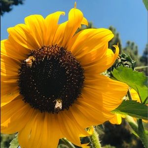 Meet your Posher, Debra